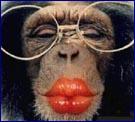 1 guenon